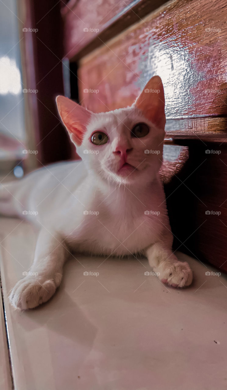 A white domestic cat