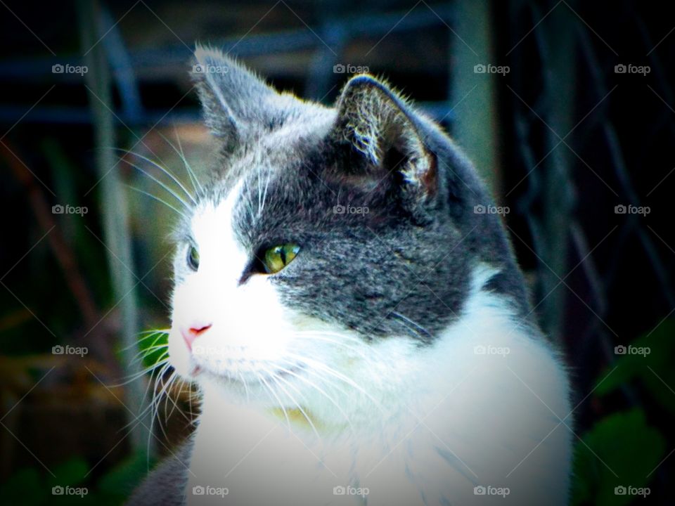 Our cat enjoying the outdoors