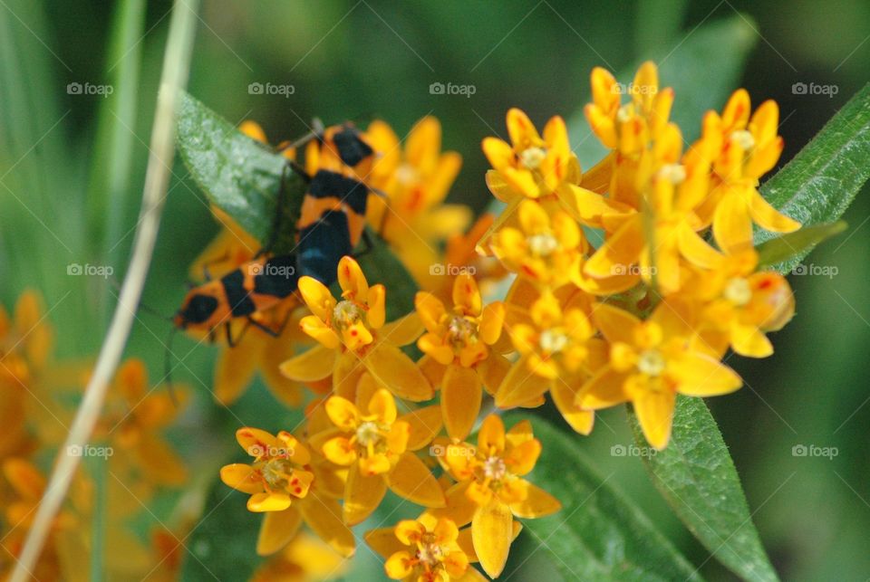 milkweed bugs