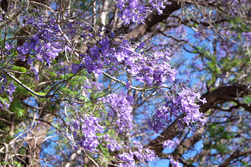 Jacaranda 