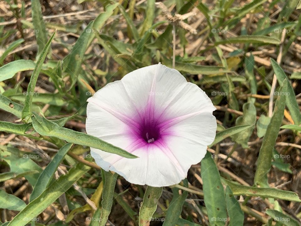 Plants around us, Countryside ( Thailand)