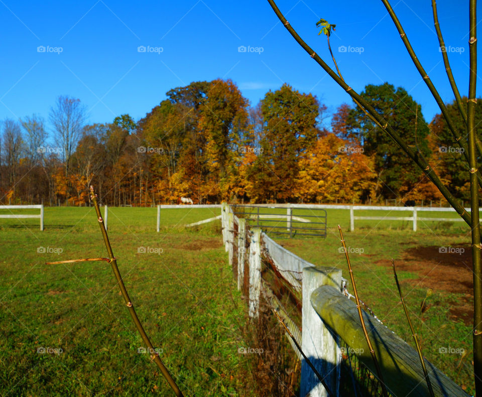 barn yard blue sky