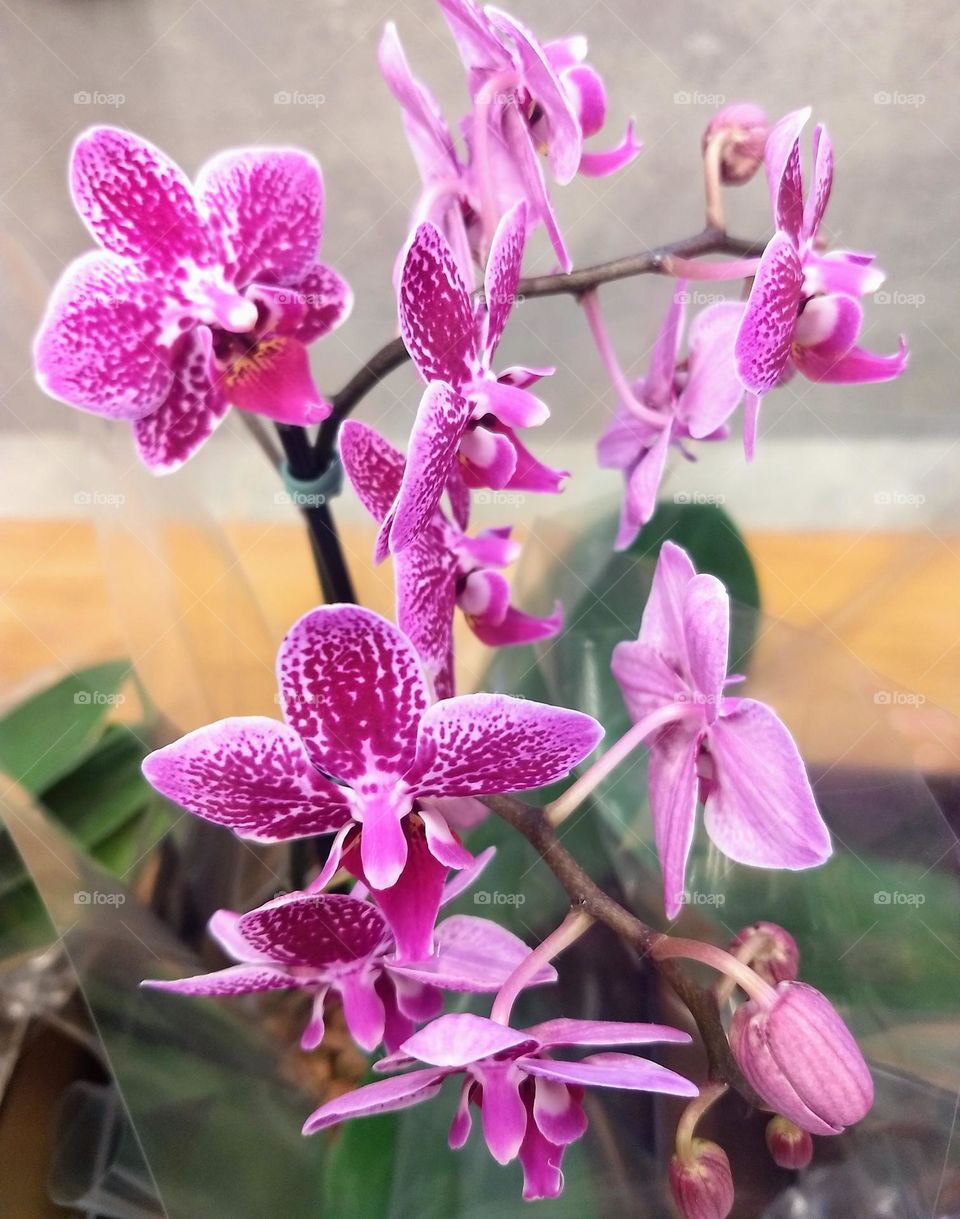 pink orchid