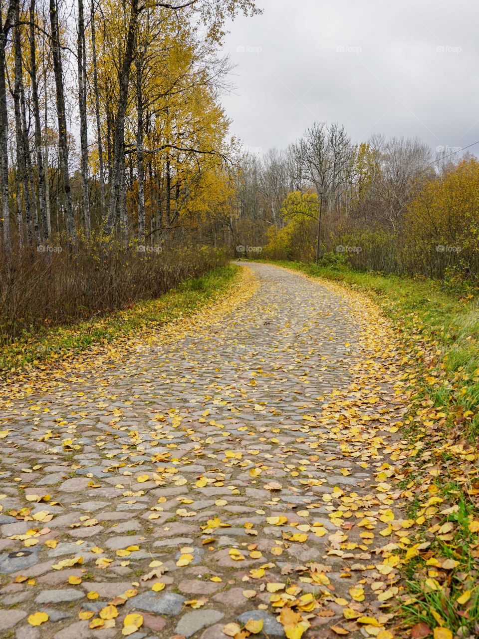 an old paved curved road covered with yellow leaves in the autumn