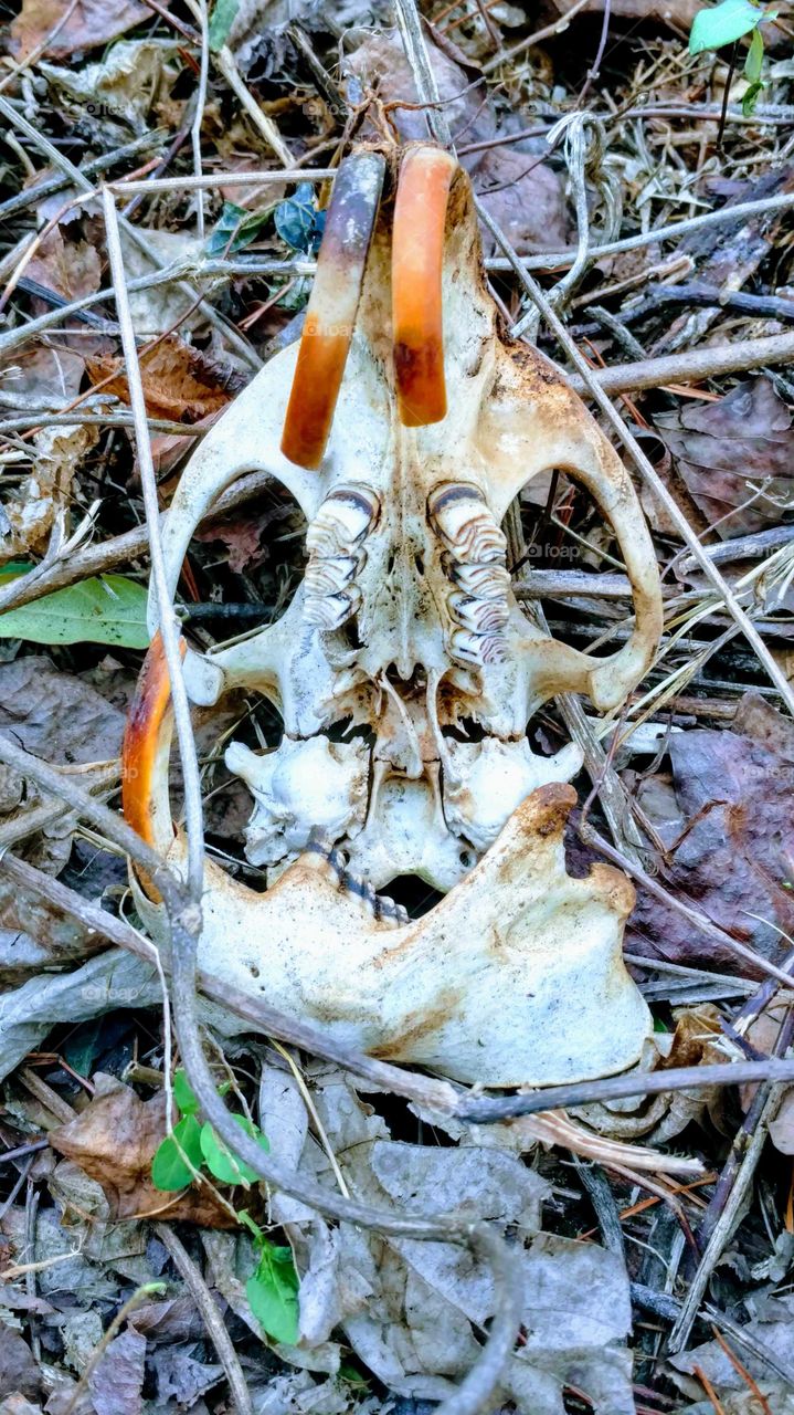 Skull