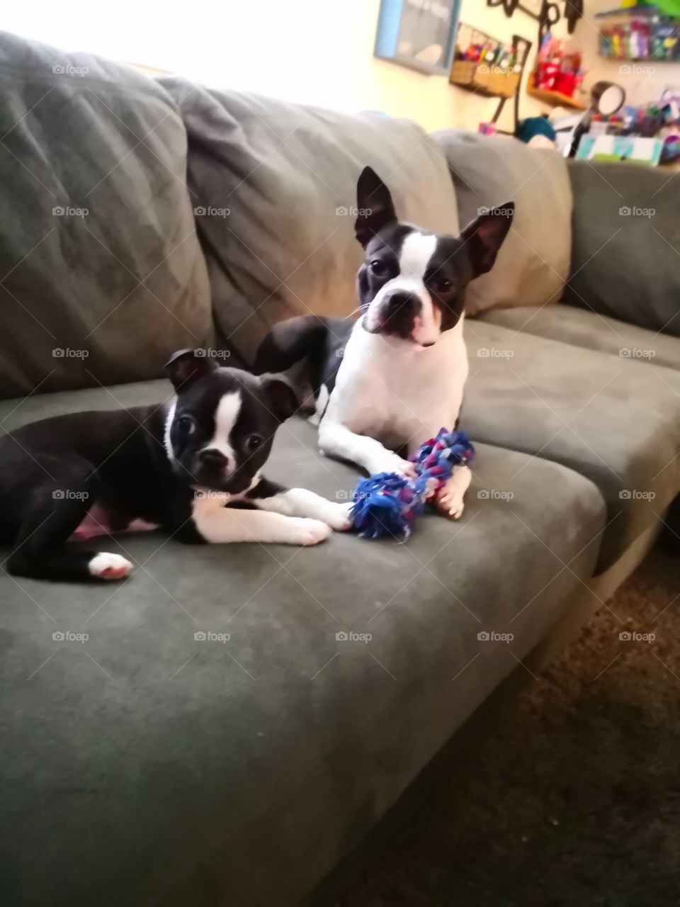 Boston Terrier besties! Big Brother and Little Brother.