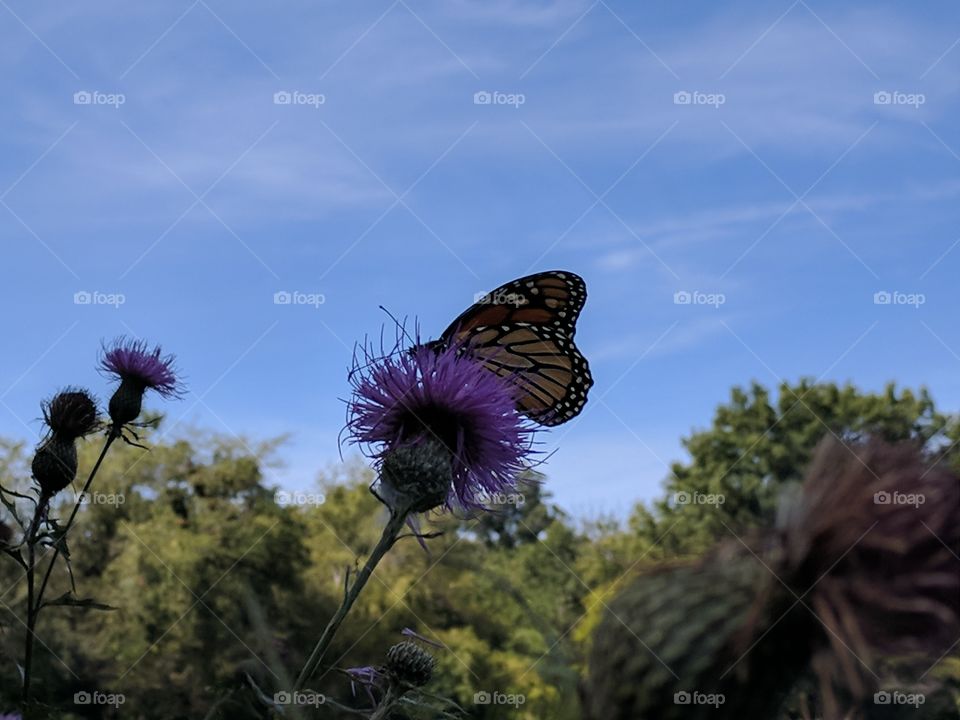 monarch beauty