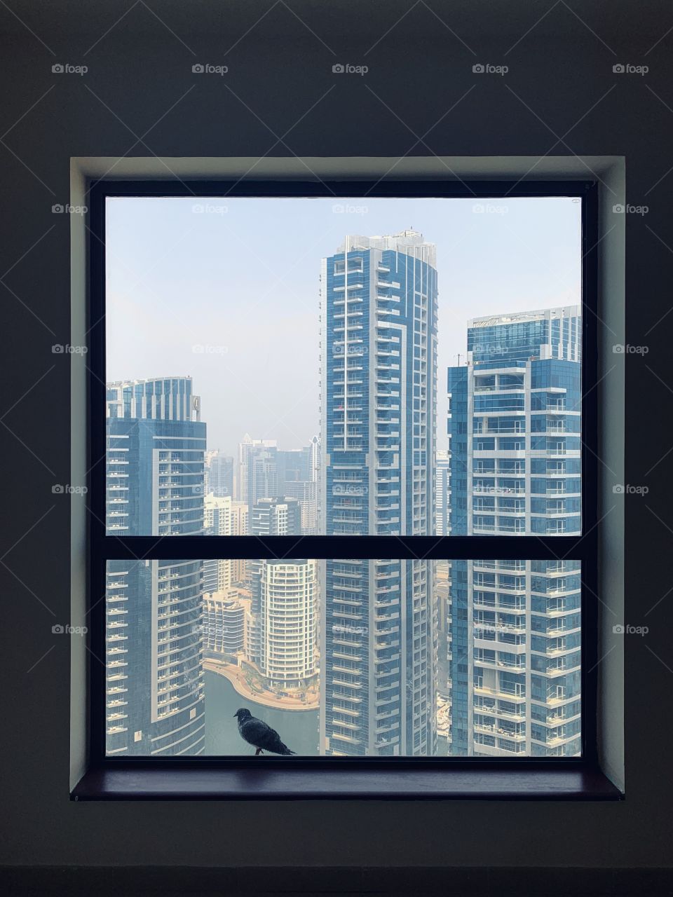 Bird sit at window with skyscrapers 🏙