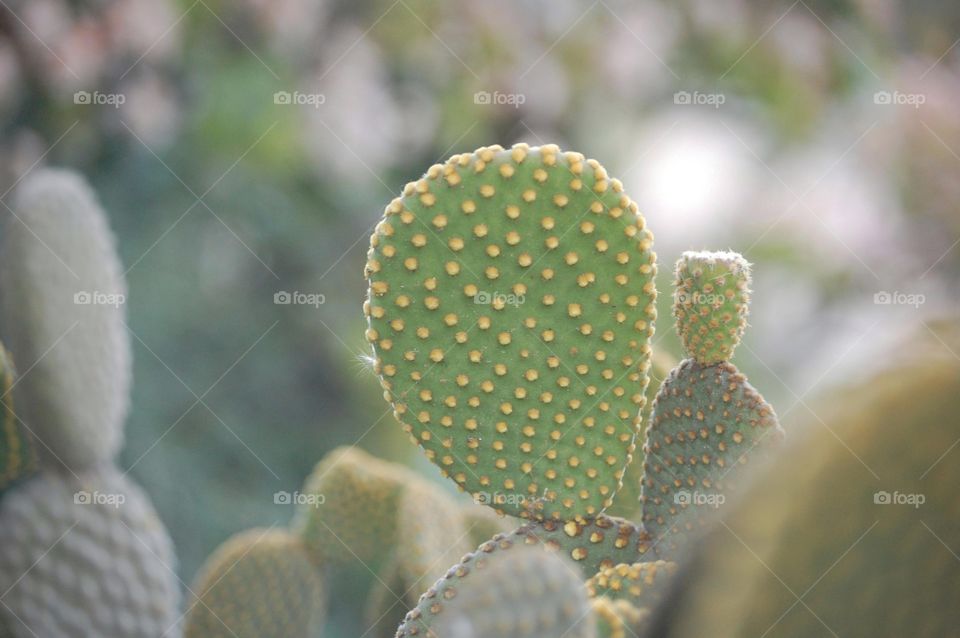 Close-up of a cactus in nature 