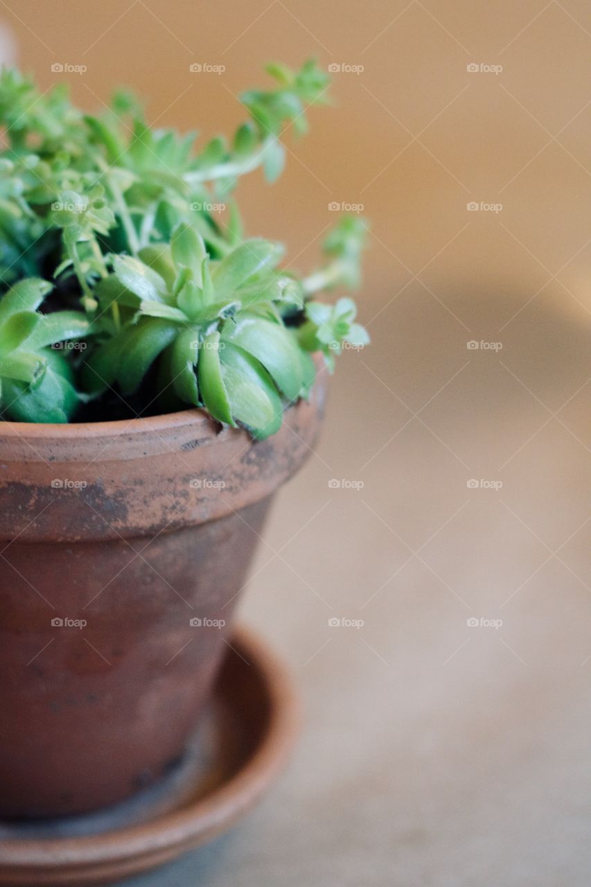 Houseplant in a terra-cotta pot