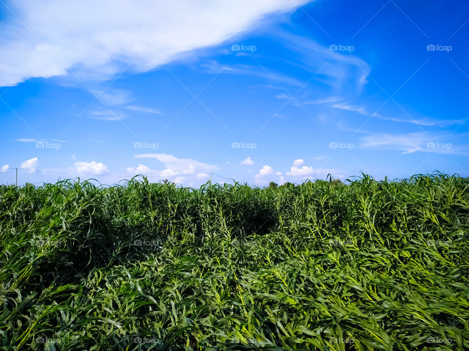 Field of Millet plants under the sky with white clouds