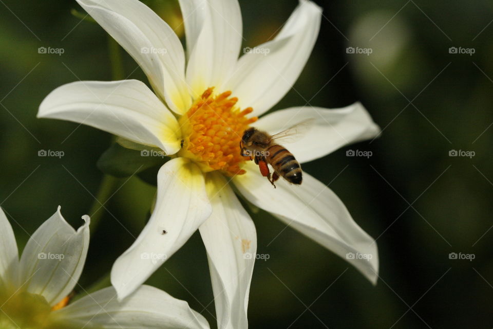 bee and flower