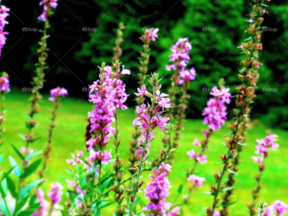 Lavender colored flowers 