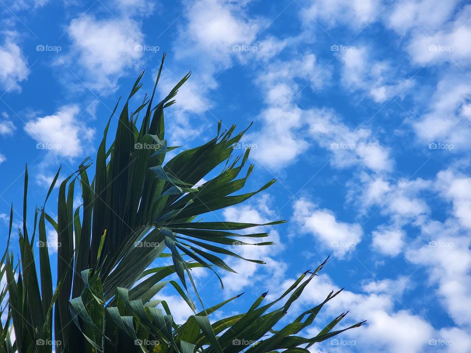 june morning skyview