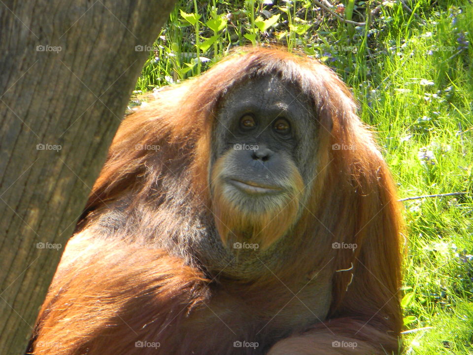 Orangutan
