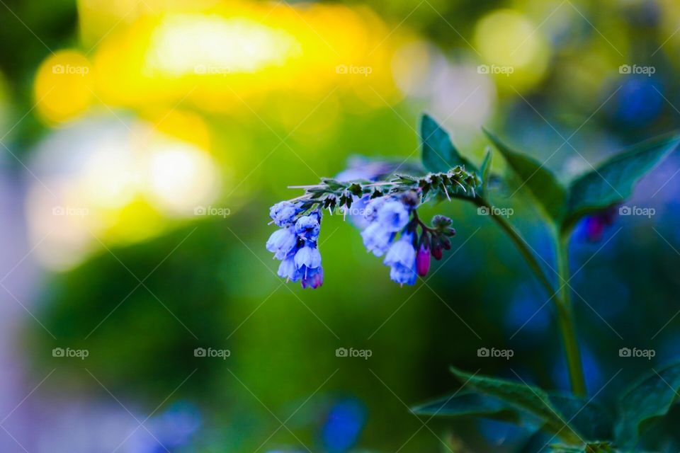 Blue flower. Blue flower yellow background 