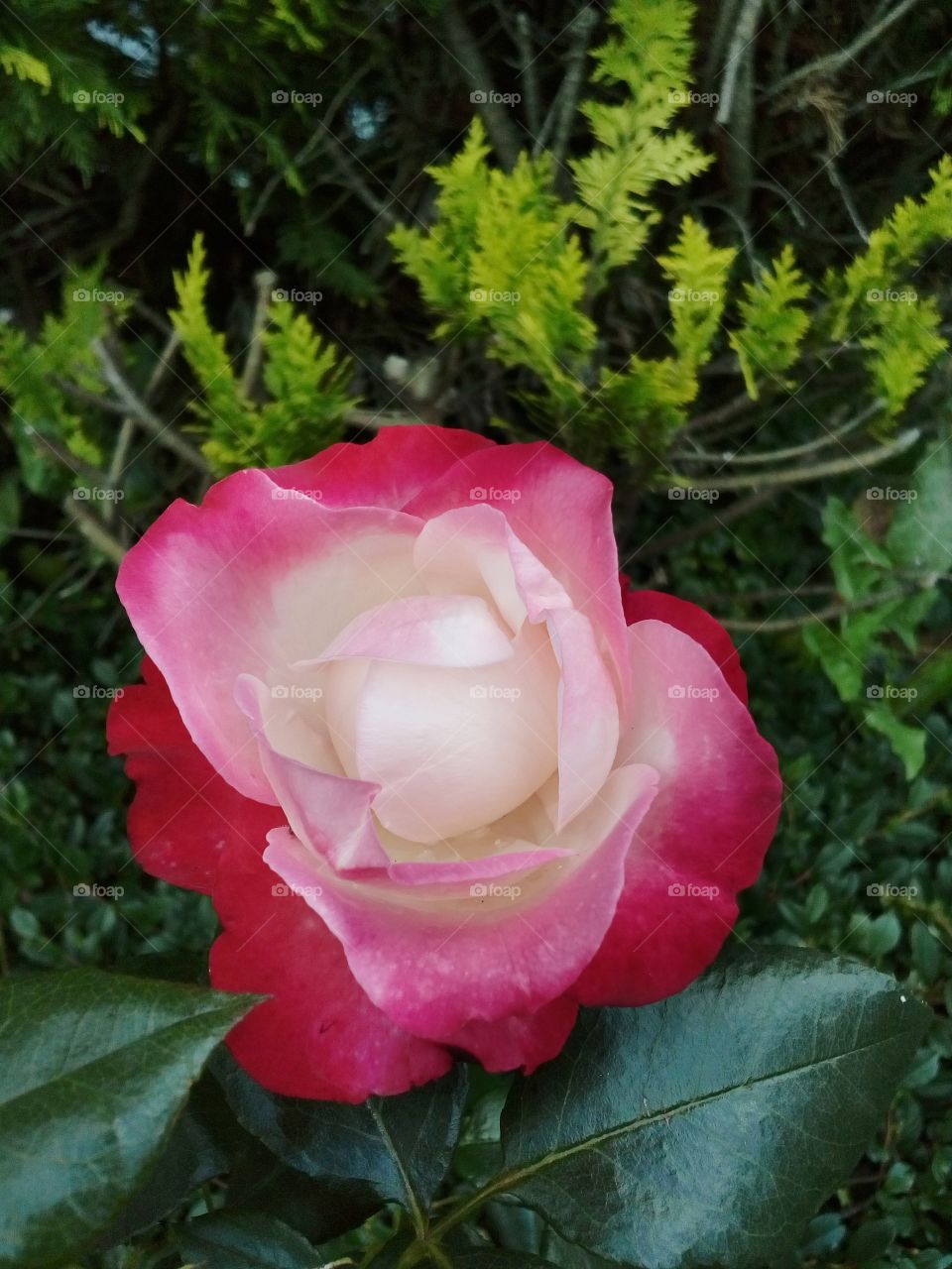 rose flowers in the garden and beautiful colors