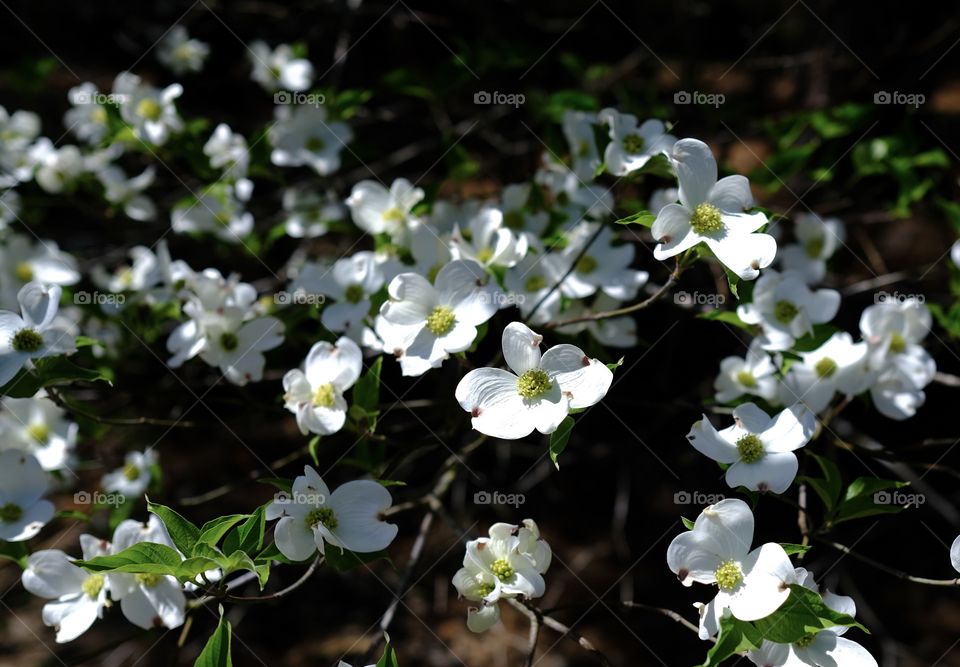 Dogwood time 