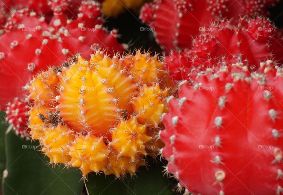 Close-up of red and yellow cactus