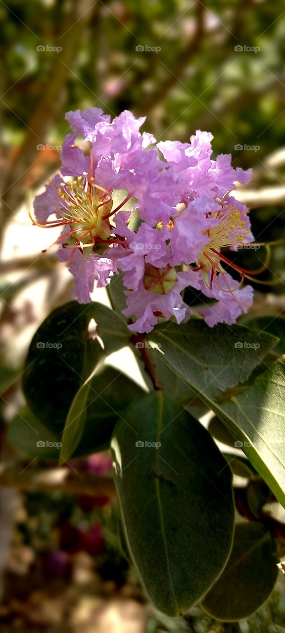 flowers and plants