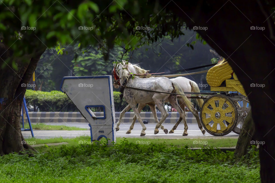 Portrait of a traditional decorated dress horse cart also known as Tanga or Rickshaw or chariot in ( Kolkata, West Bengal, India, Asia) used for carrying tourists around the town city. Holiday concept