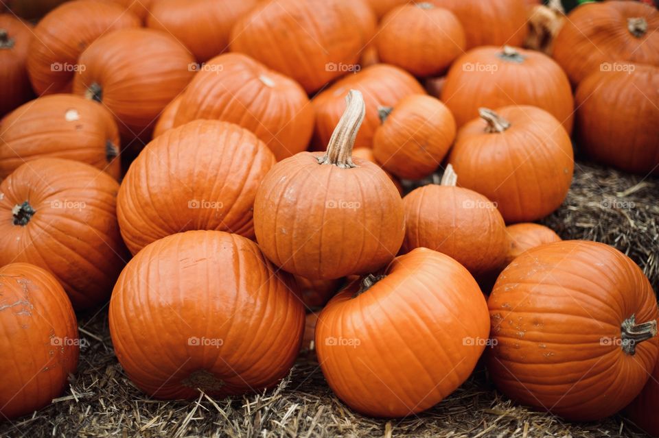 harvest of beautiful orange pumpkins on the farm