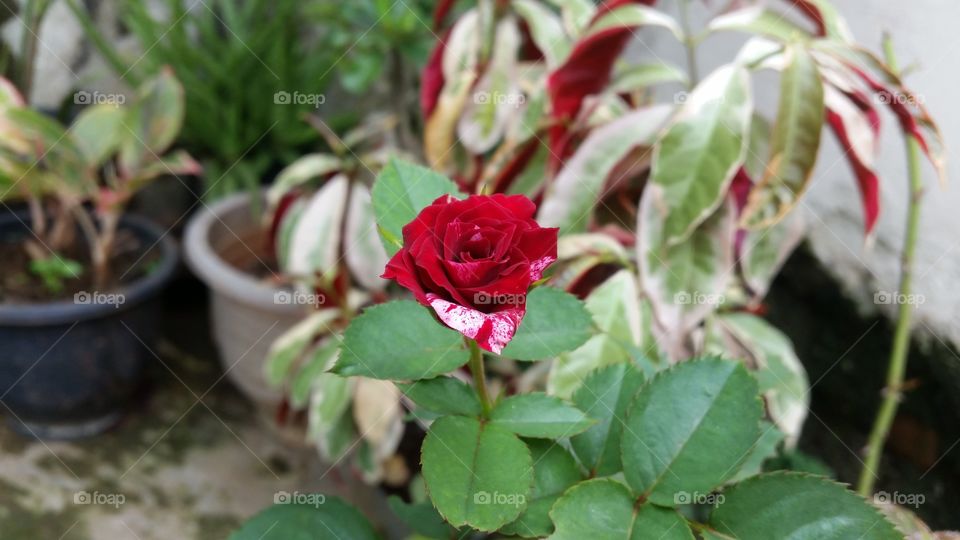 rose flower