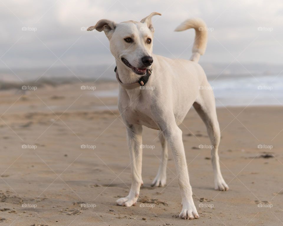 Beautiful and cute dog