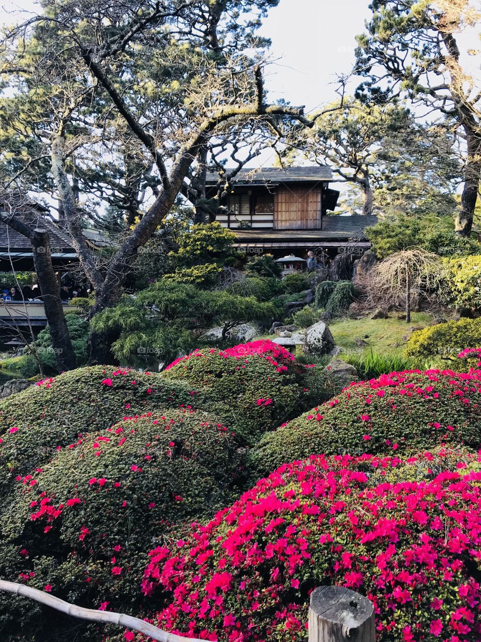 The Japanese tea gardens