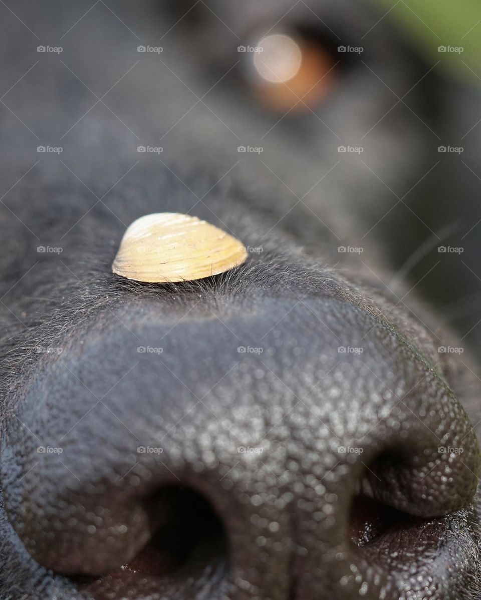 Small shell on dog nose