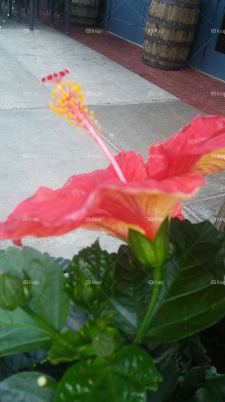 Leaf, No Person, Nature, Flower, Summer