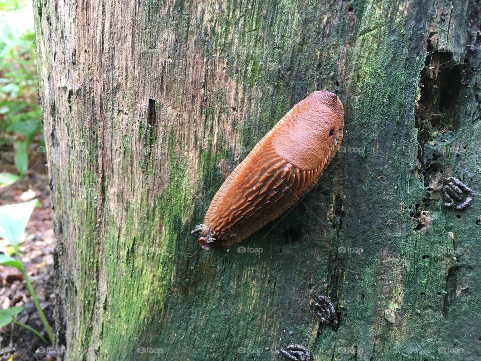 Huge slug resting on a tree