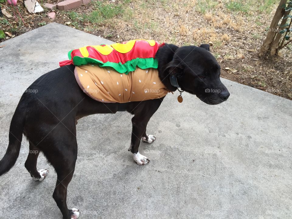 Dog in wiener costume