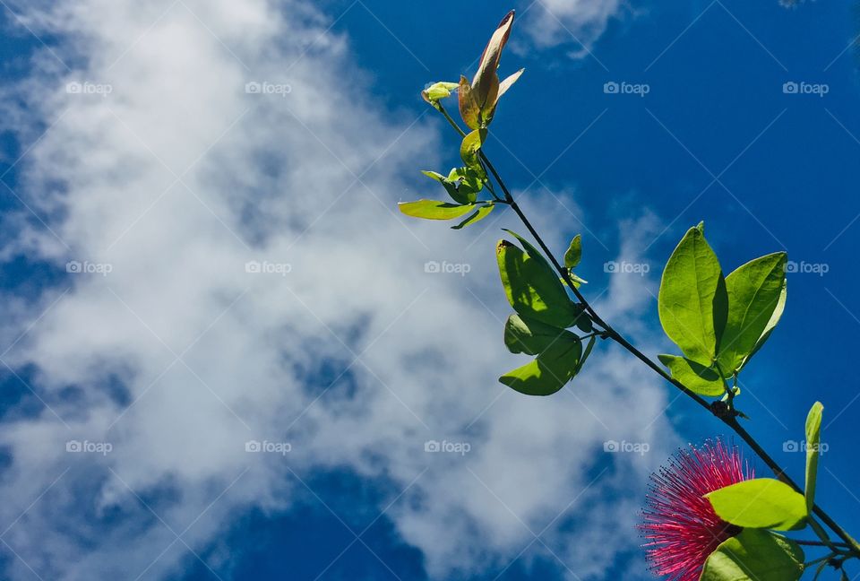 A Flower plant under the cloudy sky