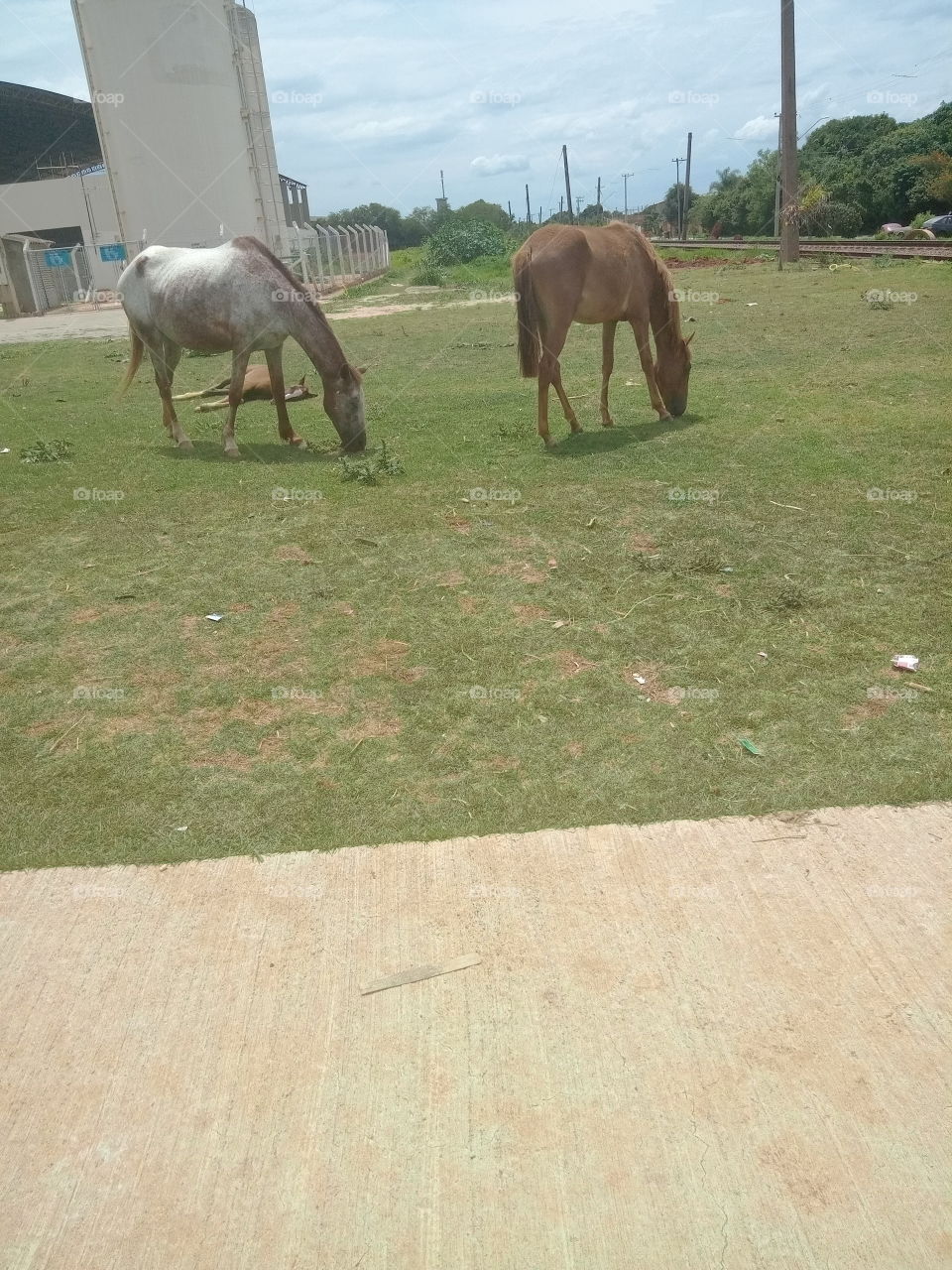 Editors'Choice Photo of the week: Animais dividindo o espaço entre a grama e a passagem dos pedestres em busca de alimentos para sua sobrevivência e de sua cria