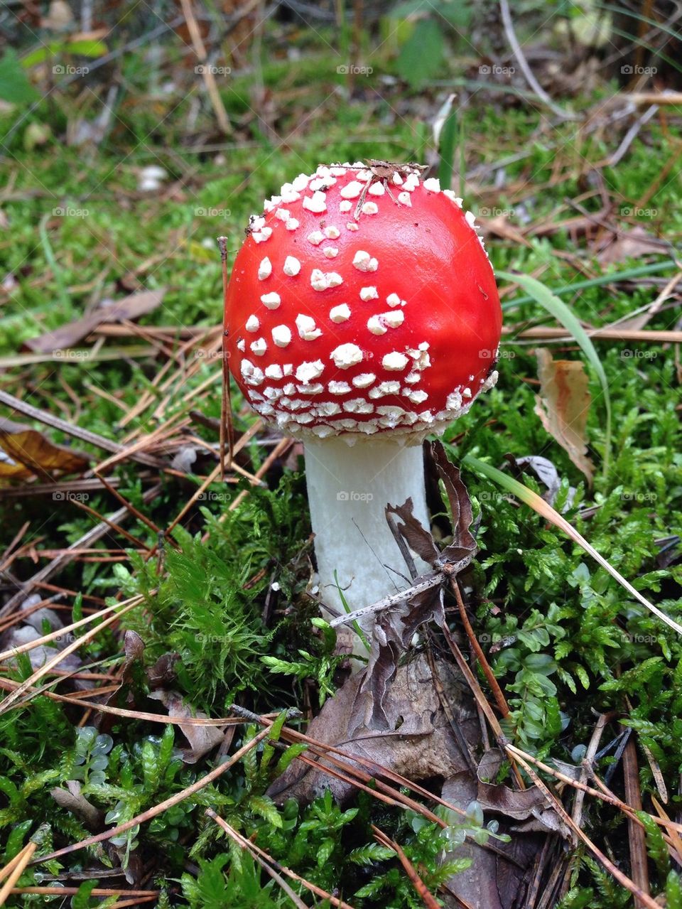 Fly agaric mushroom