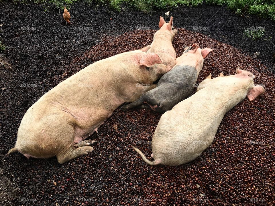 Pigs on a blanket of coffee pulp.