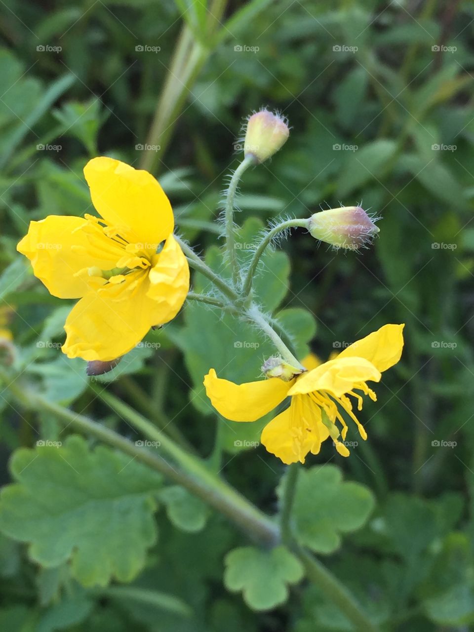 Little yellow flower