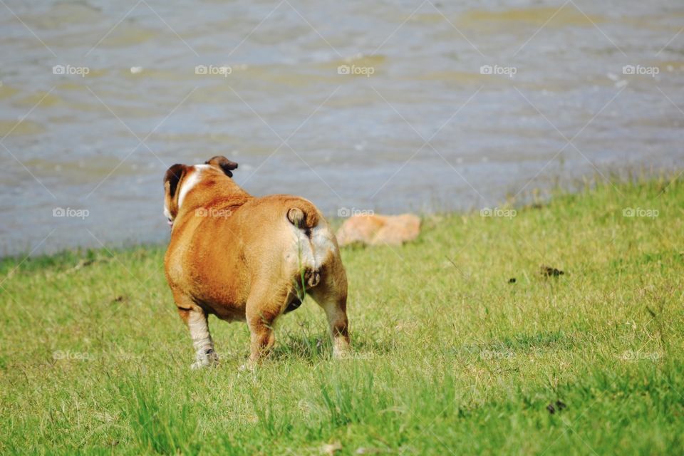 Bulldog eager to get in the water
