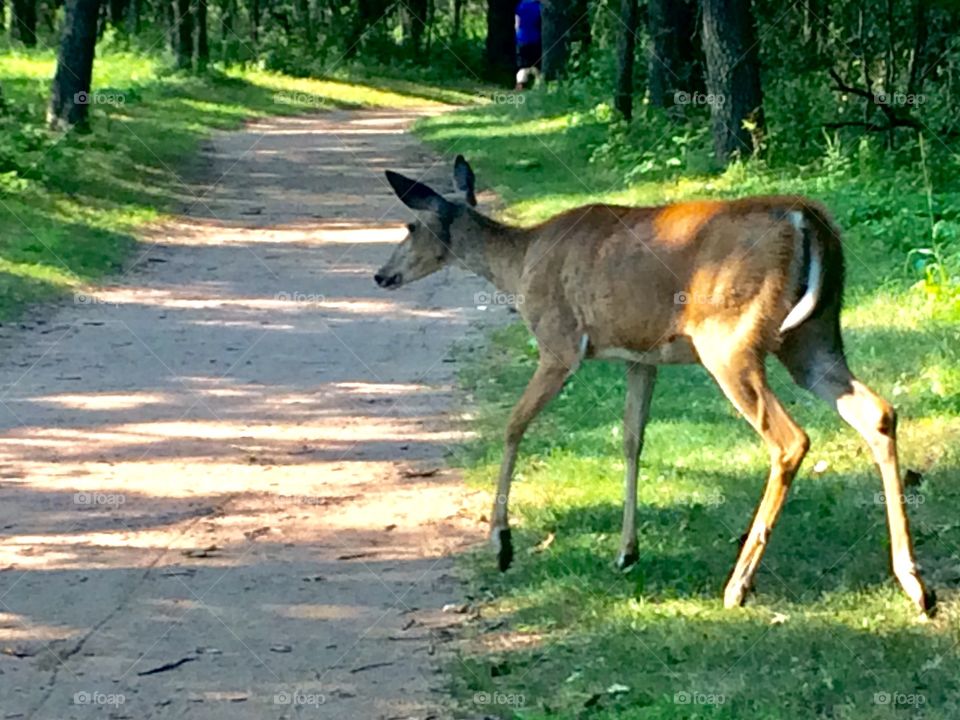 Deer walking across path