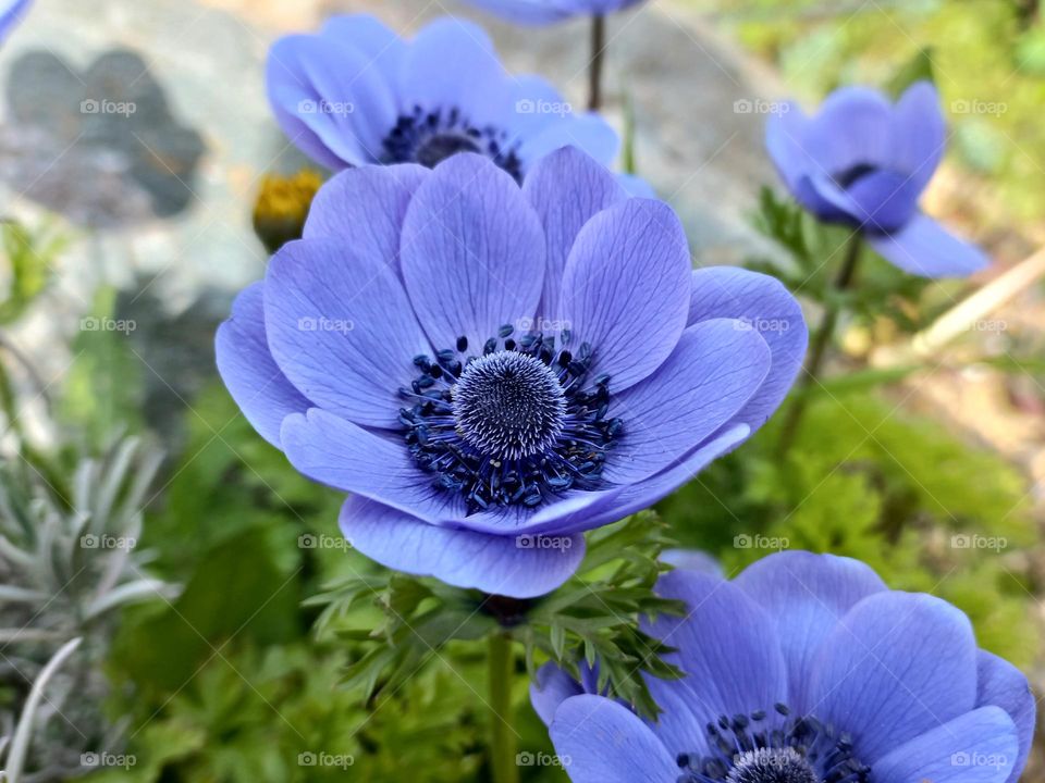 purple anemone flowers in the garden.