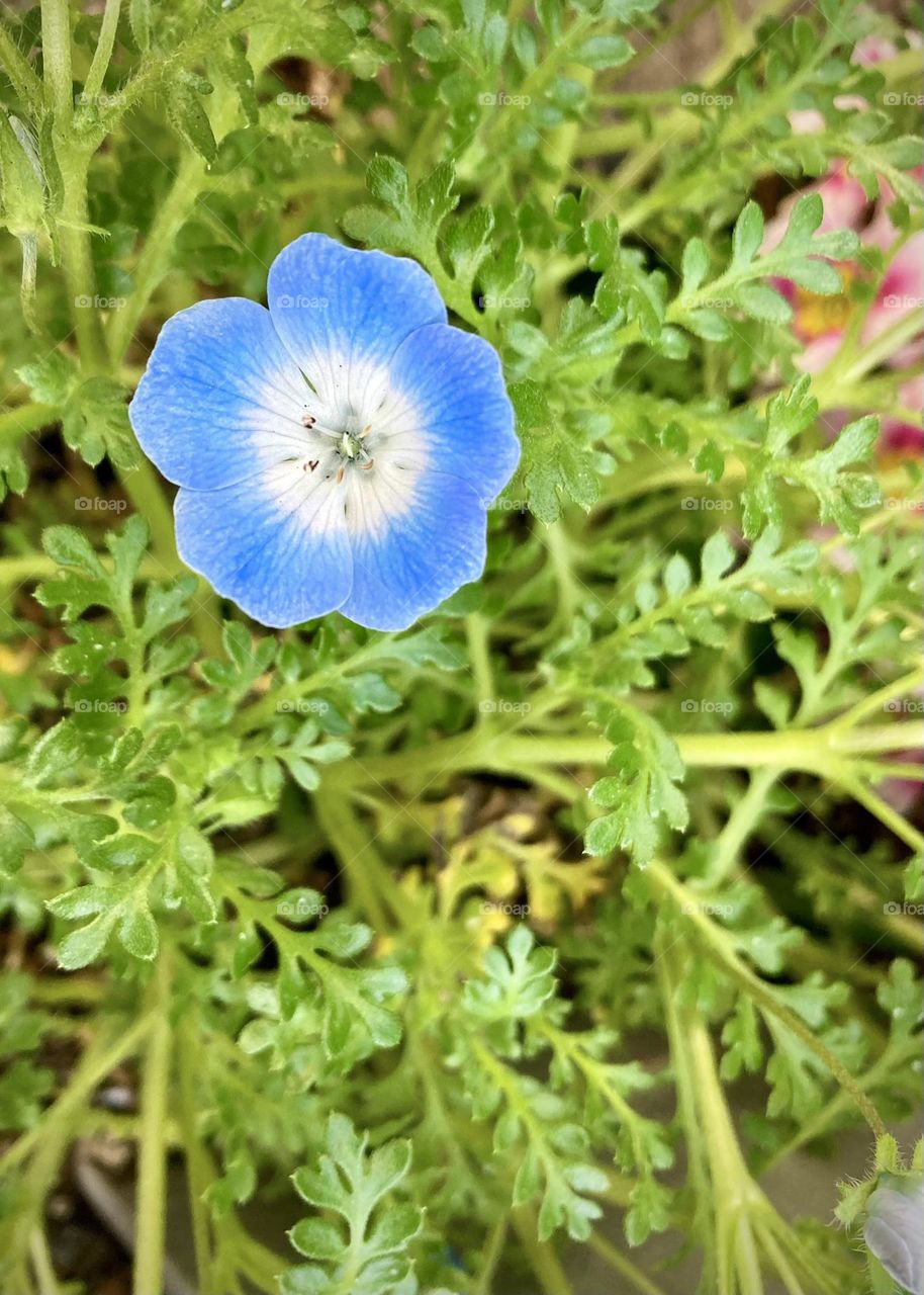 Blue flower in spring