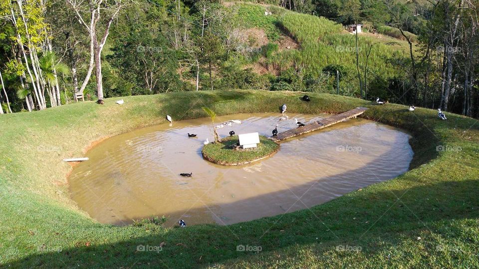 pequeno lago com ilha