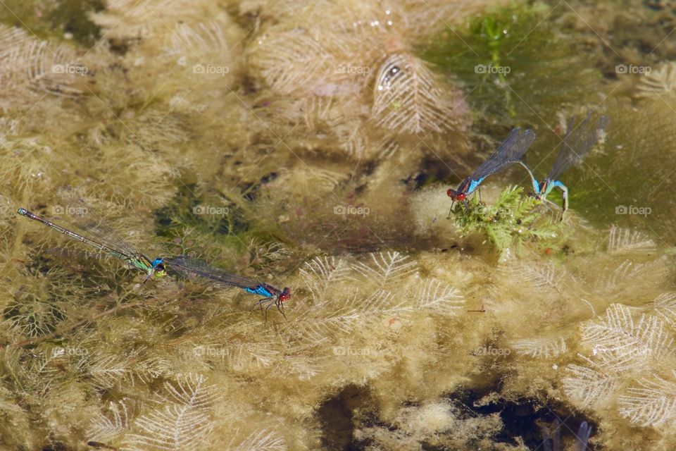 High angle view of a damselflies