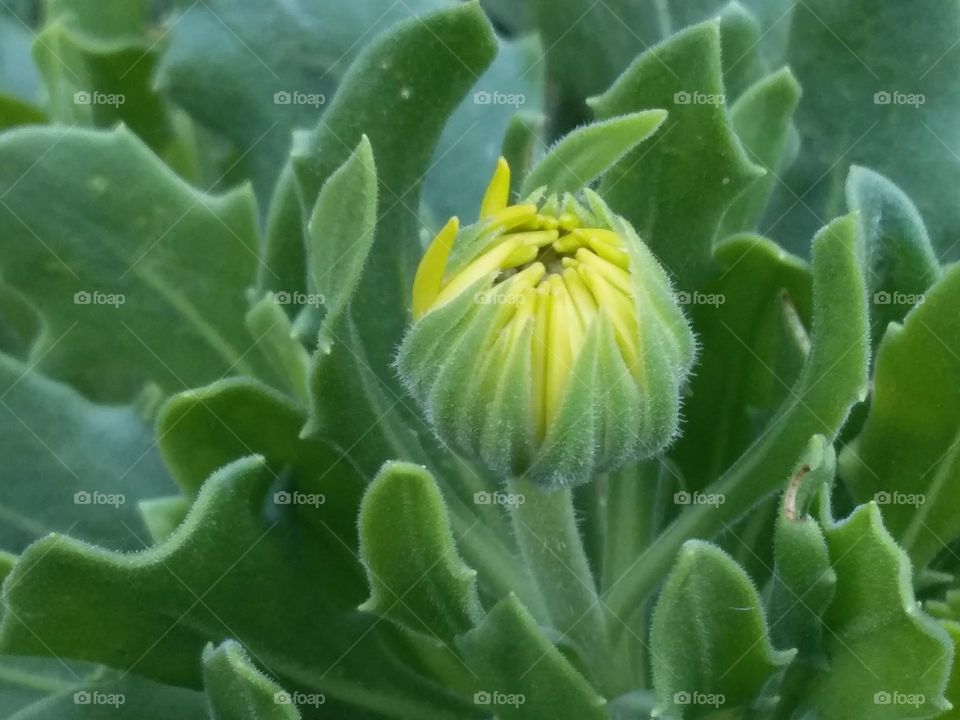 A yellow daisy bud just beginning to open