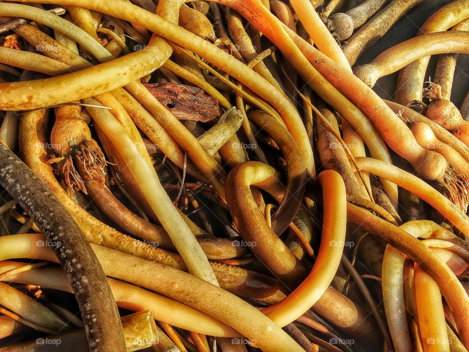 Kelp washed up on beach