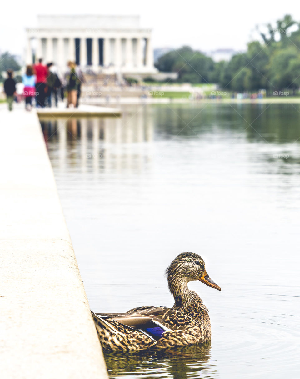 A duck ignores international politics. 