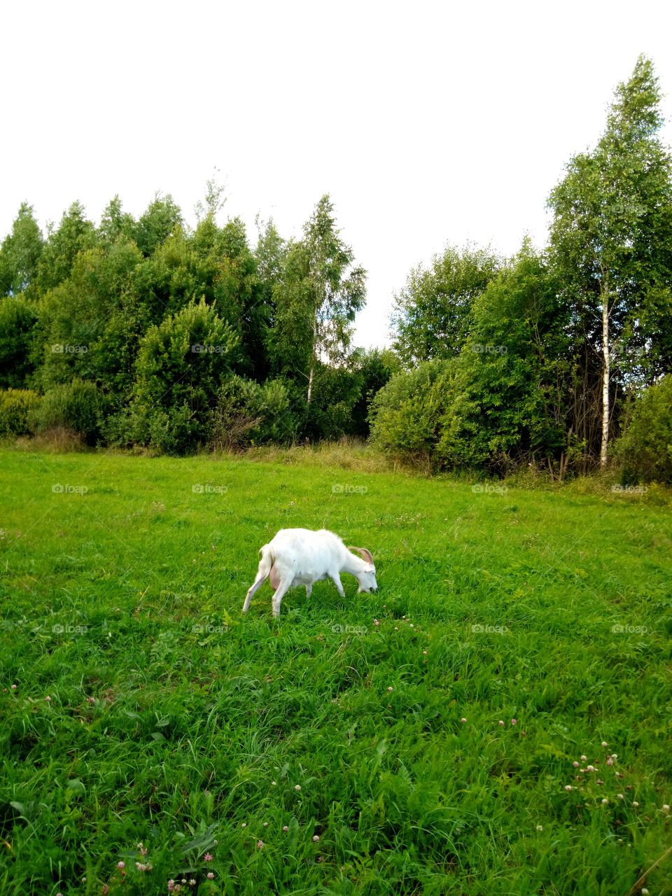 коза в поле