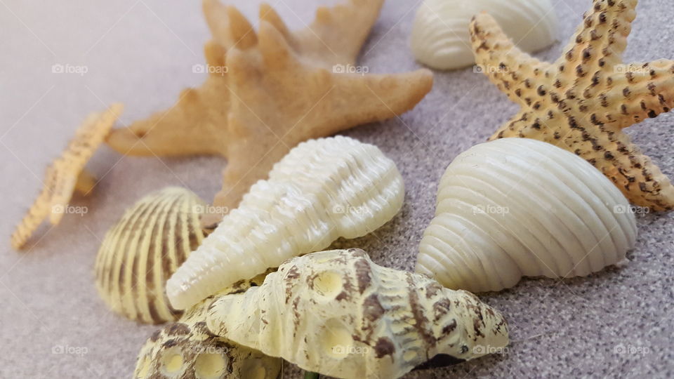 Variety of seashells