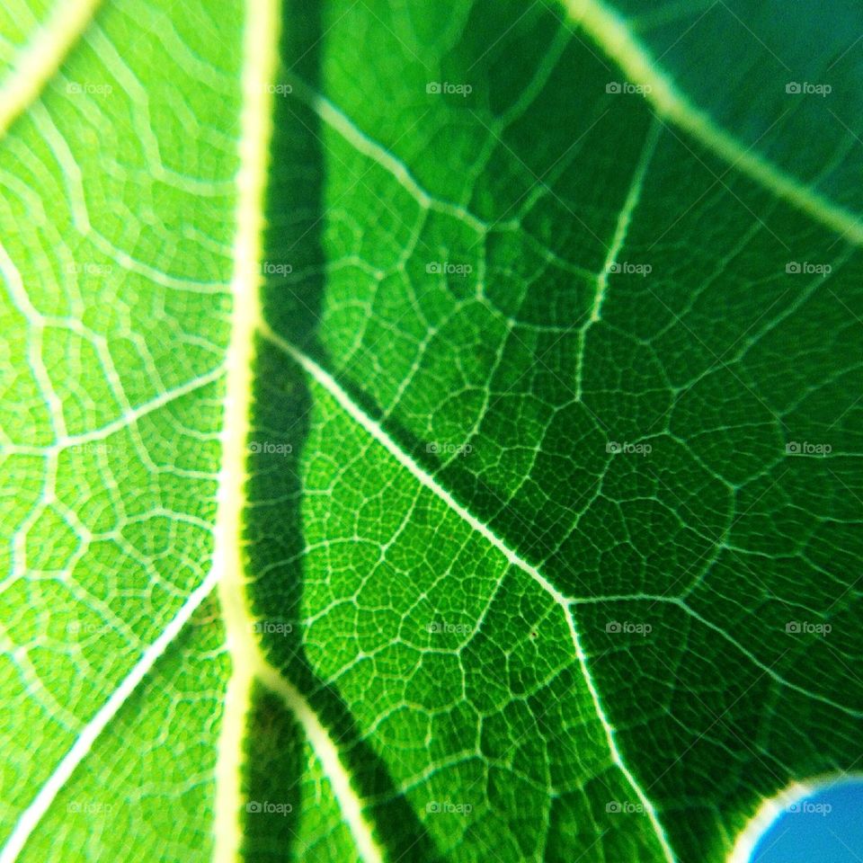 Green Leaf